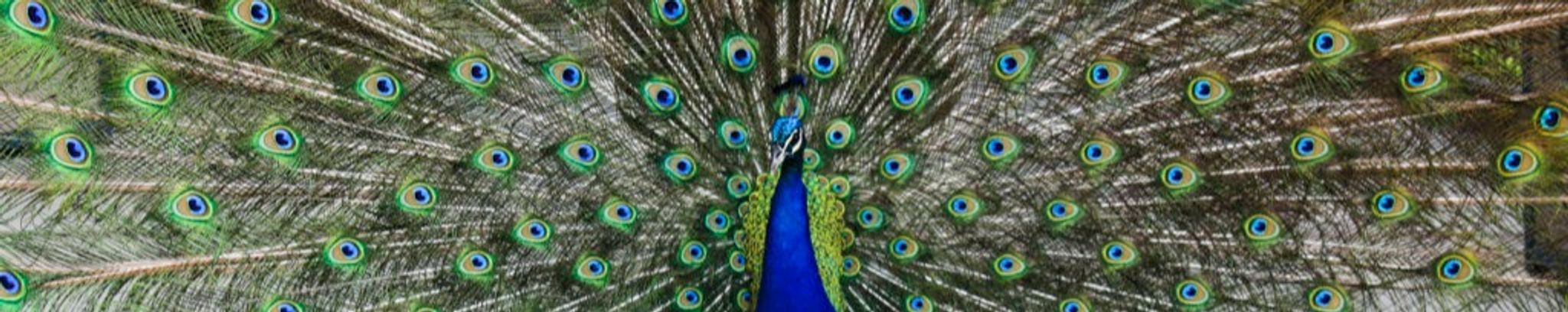 Cover for William Rogers's Obituary