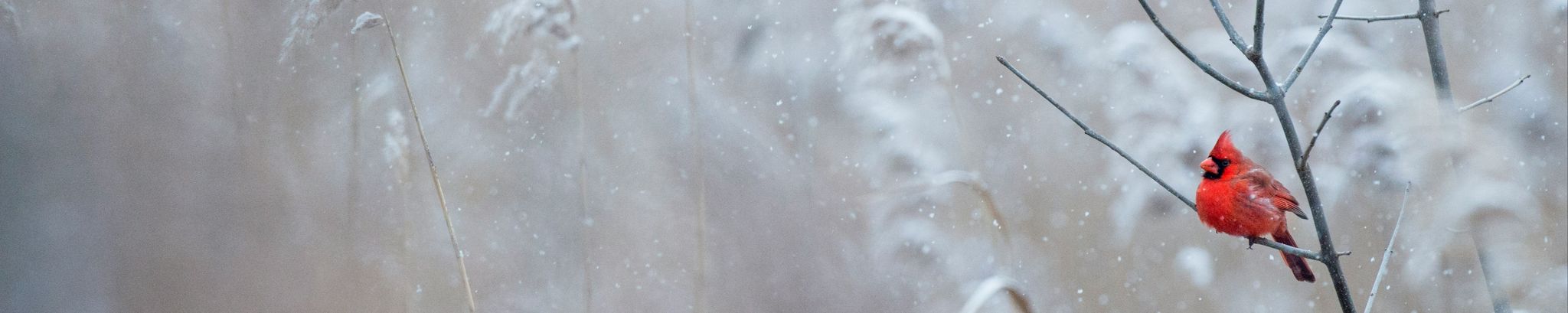 Cover for Shirley Ann Van Lare's Obituary