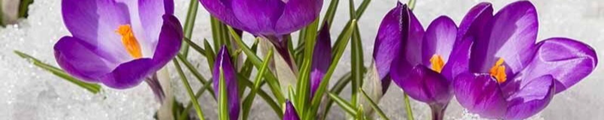Cover photo for Elizabeth "Betty" Ann Barrows's Obituary