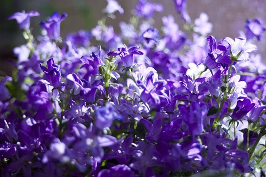 Jacquelyn Lee Barber Profile Photo