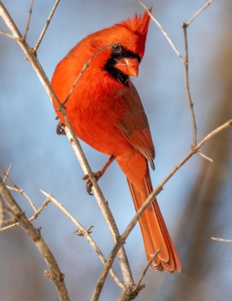 Steven Edward Kimball Profile Photo