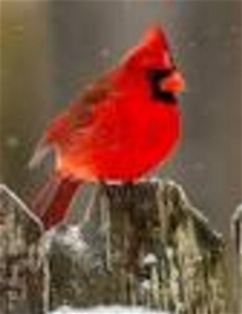 Cheryl L Hartfiel Profile Photo