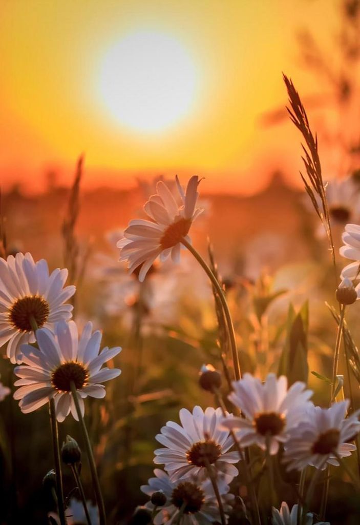 Ermalee Stuart Profile Photo