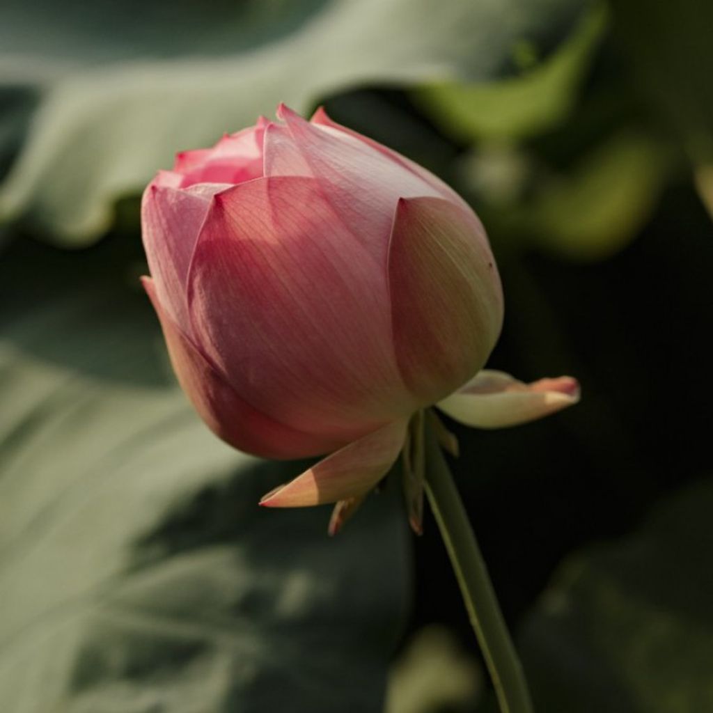 Dawn Marie Graybill Profile Photo