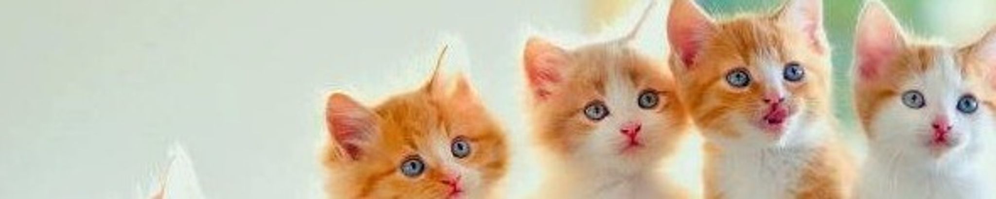 Cover for Kimberly Jane Cordes's Obituary