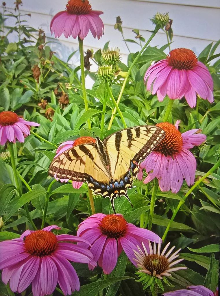 Arlene A. Jennings Profile Photo