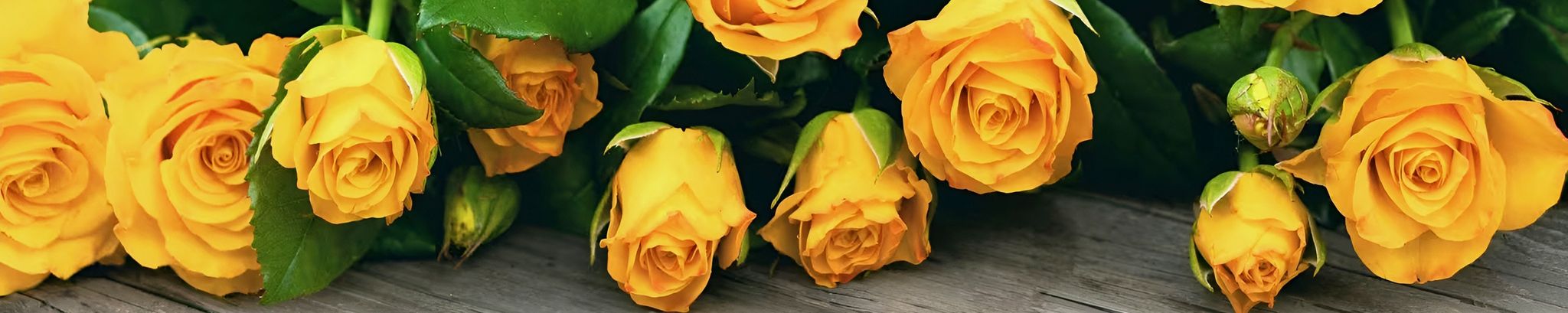 Cover for Sara Stoesz's Obituary