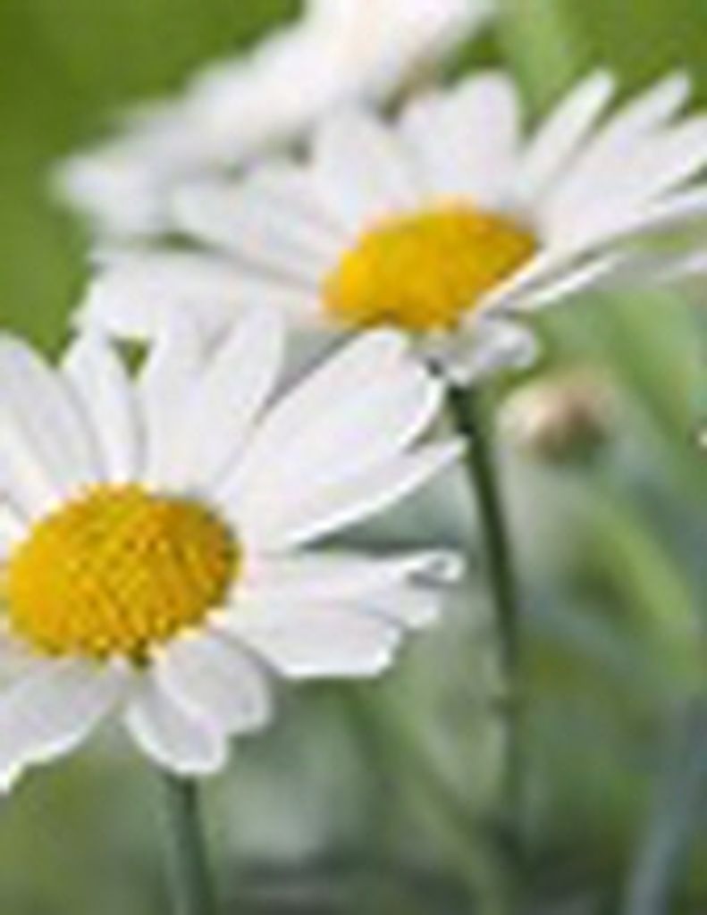 Mildred Edith Wright (Gfh)