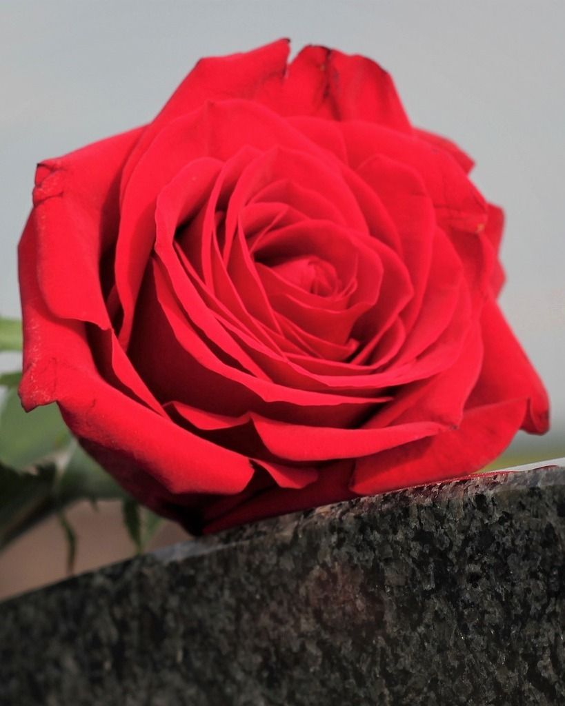 Mother's Day Rose Tribute