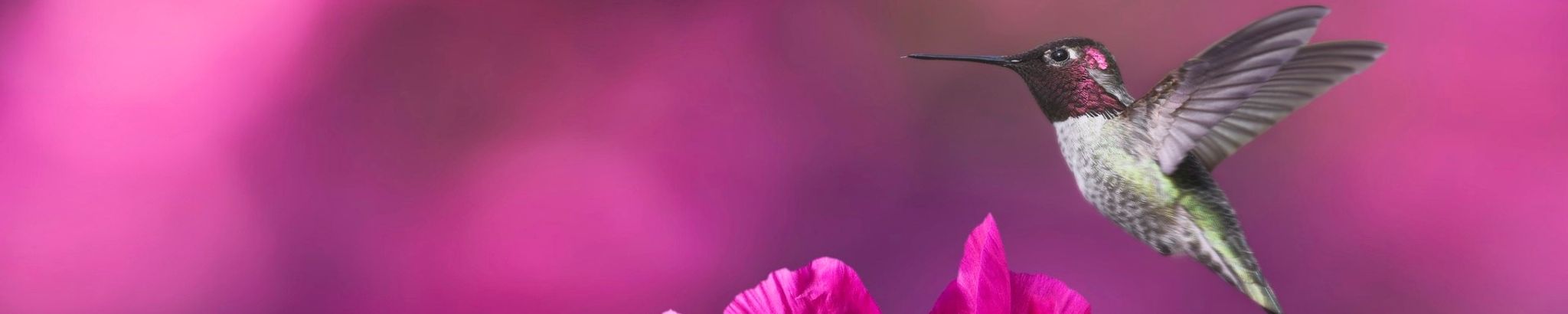 Cover for Barbara Kay Koetter's Obituary