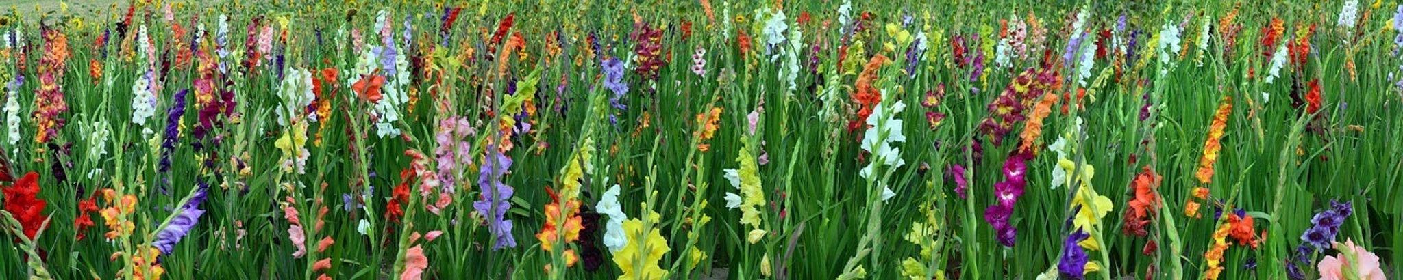 Cover for Doreen Haaland's Obituary