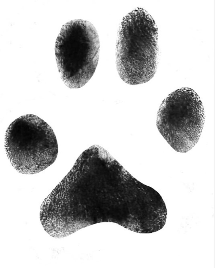 Bandit Bartlett Profile Photo