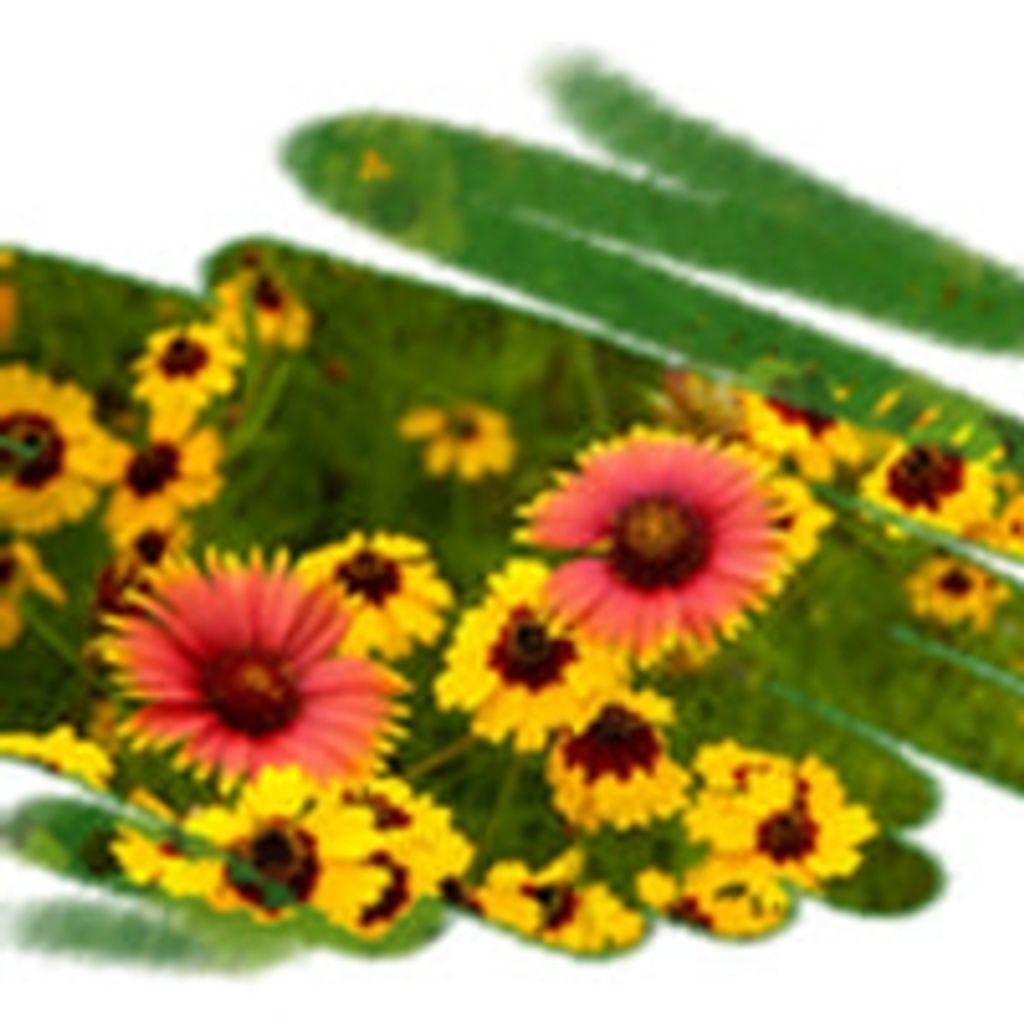 Arlene Delp Profile Photo