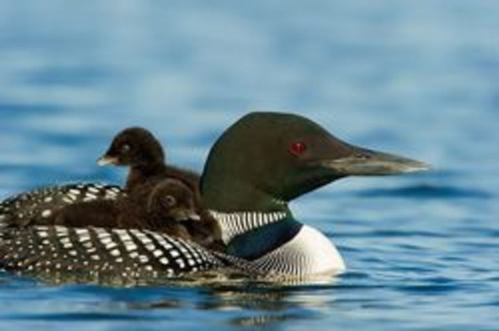 Kermit Honsinger Profile Photo