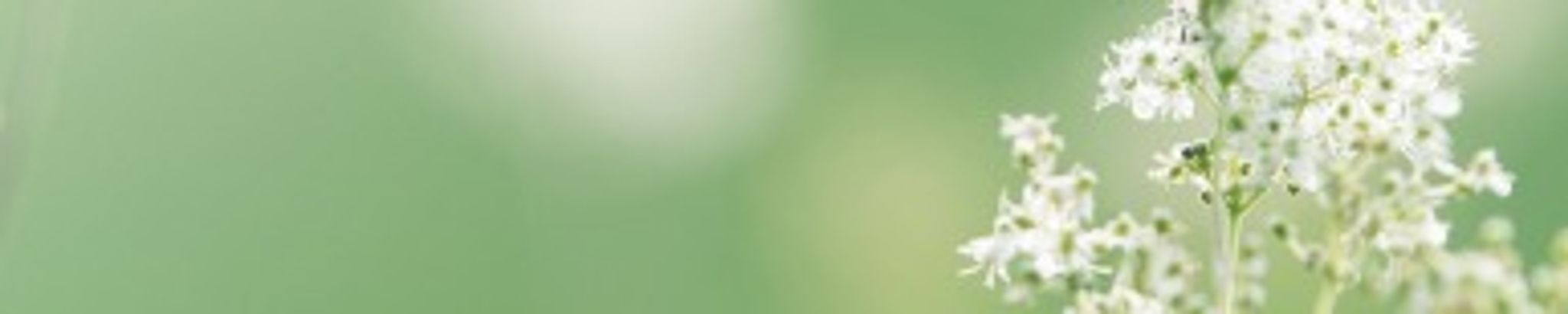 Cover photo for Ginger Faye Cooper King's Obituary