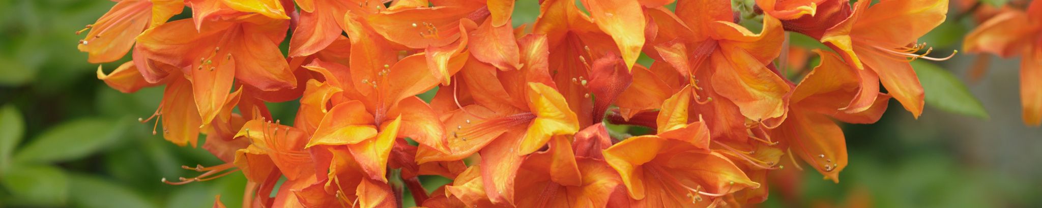 Cover photo for Nancy Keyes's Obituary
