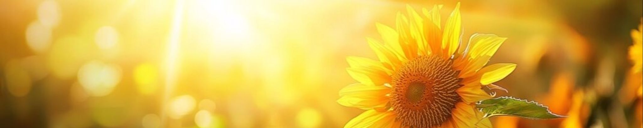 Cover for Michelle Lemmond Whiteleather's Obituary