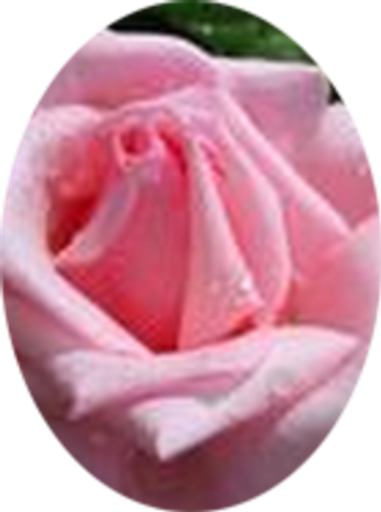 Lucy Anne Gill Profile Photo