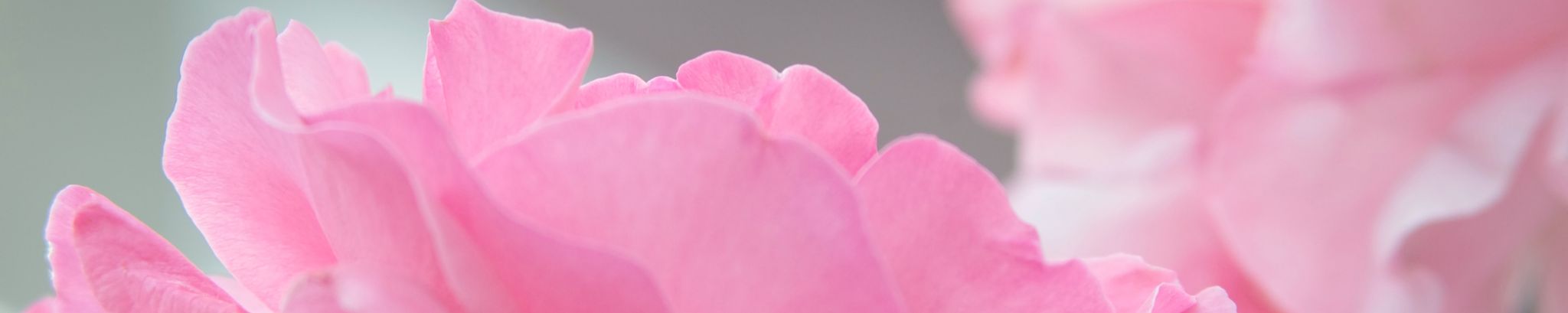 Cover photo for Sally Wall's Obituary
