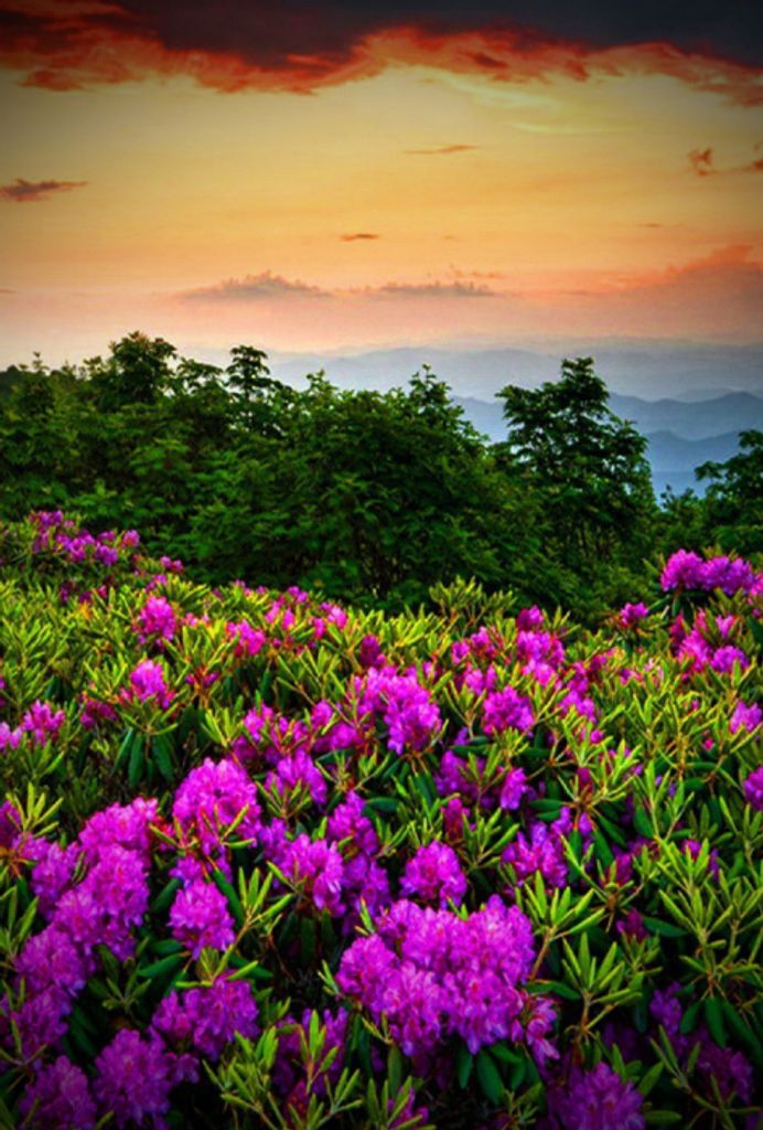 Iris Juanita (Carr)  Rooks