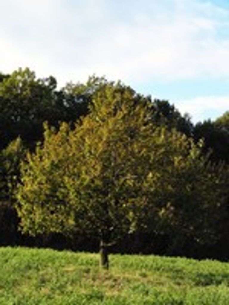 Thomas Edward Dillon