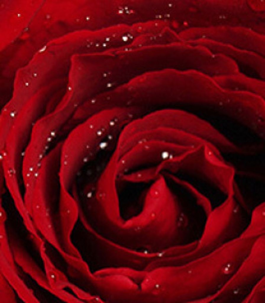 Mary Farrell Profile Photo