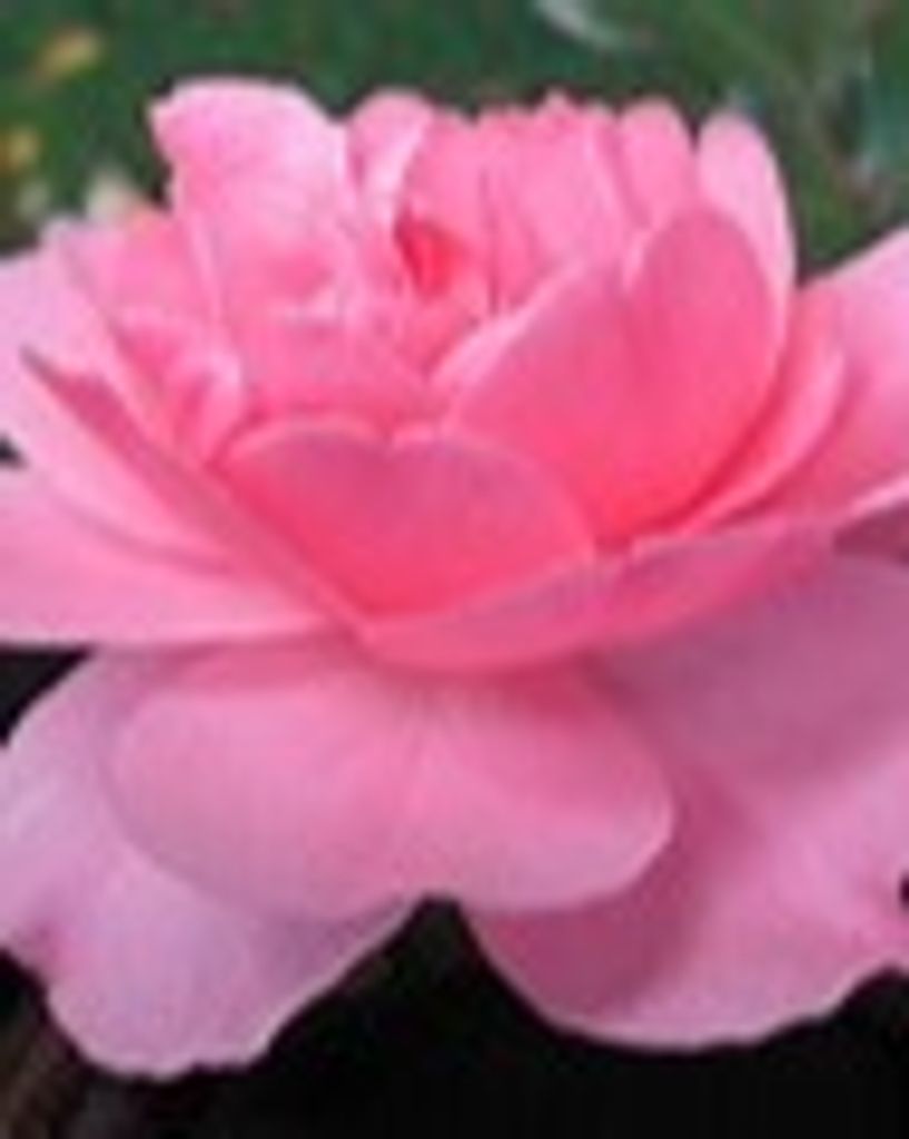 Ernestine Ruth "Ernie" (Moore) Hatfield Profile Photo