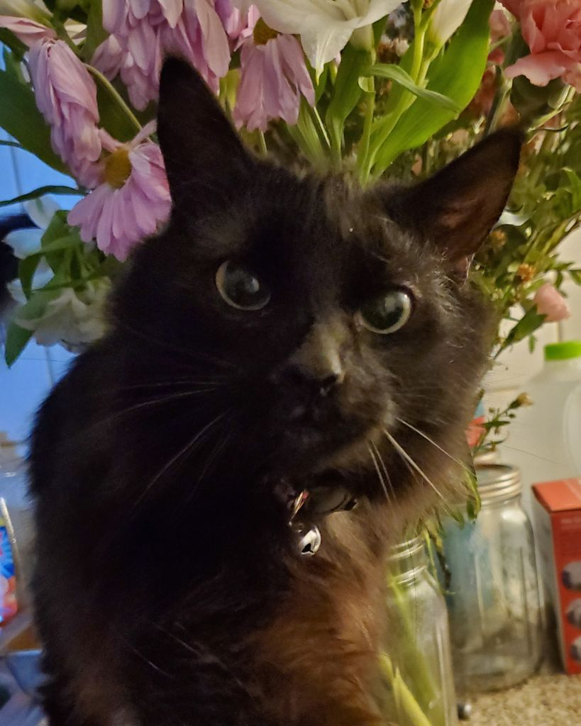 Munchkin Rose White Profile Photo