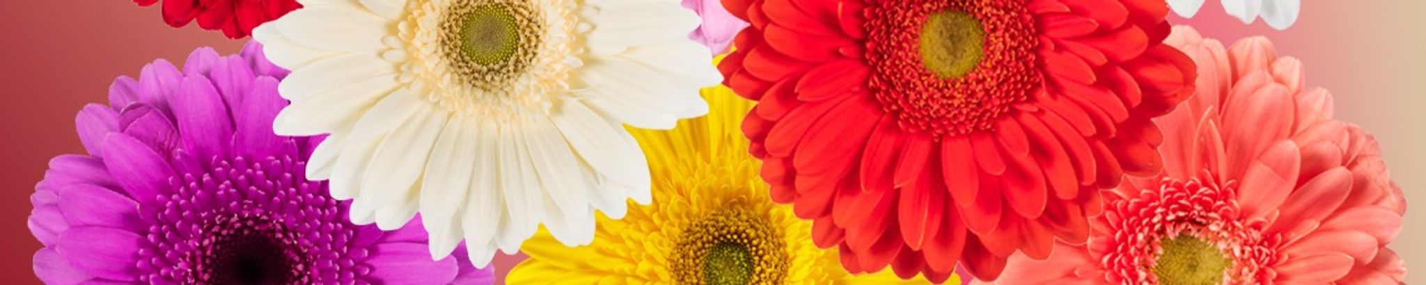Cover photo for Tracy Mathews's Obituary