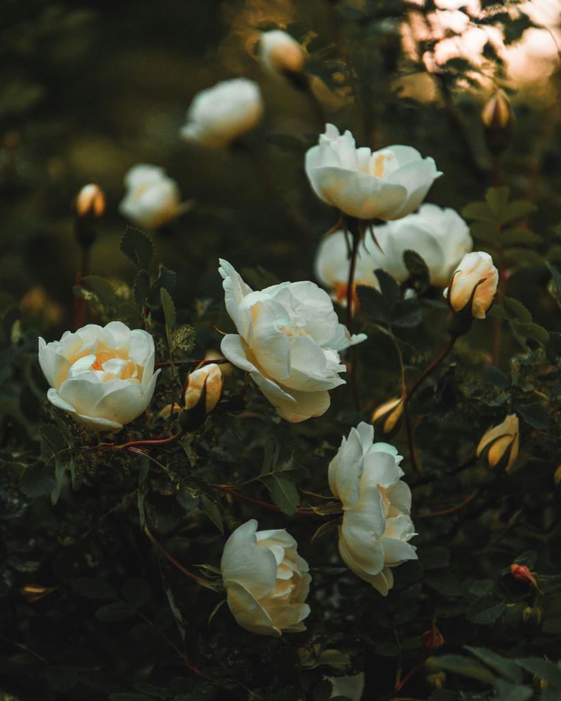 Terry Thomas Shaw Profile Photo