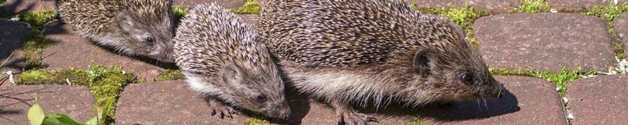 Cover for Vonnie-Kaye Brough's Obituary