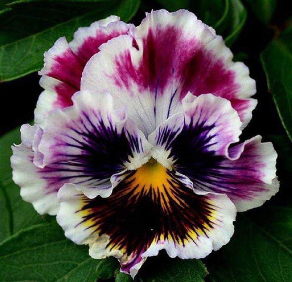 Sandra Jean Brown Profile Photo