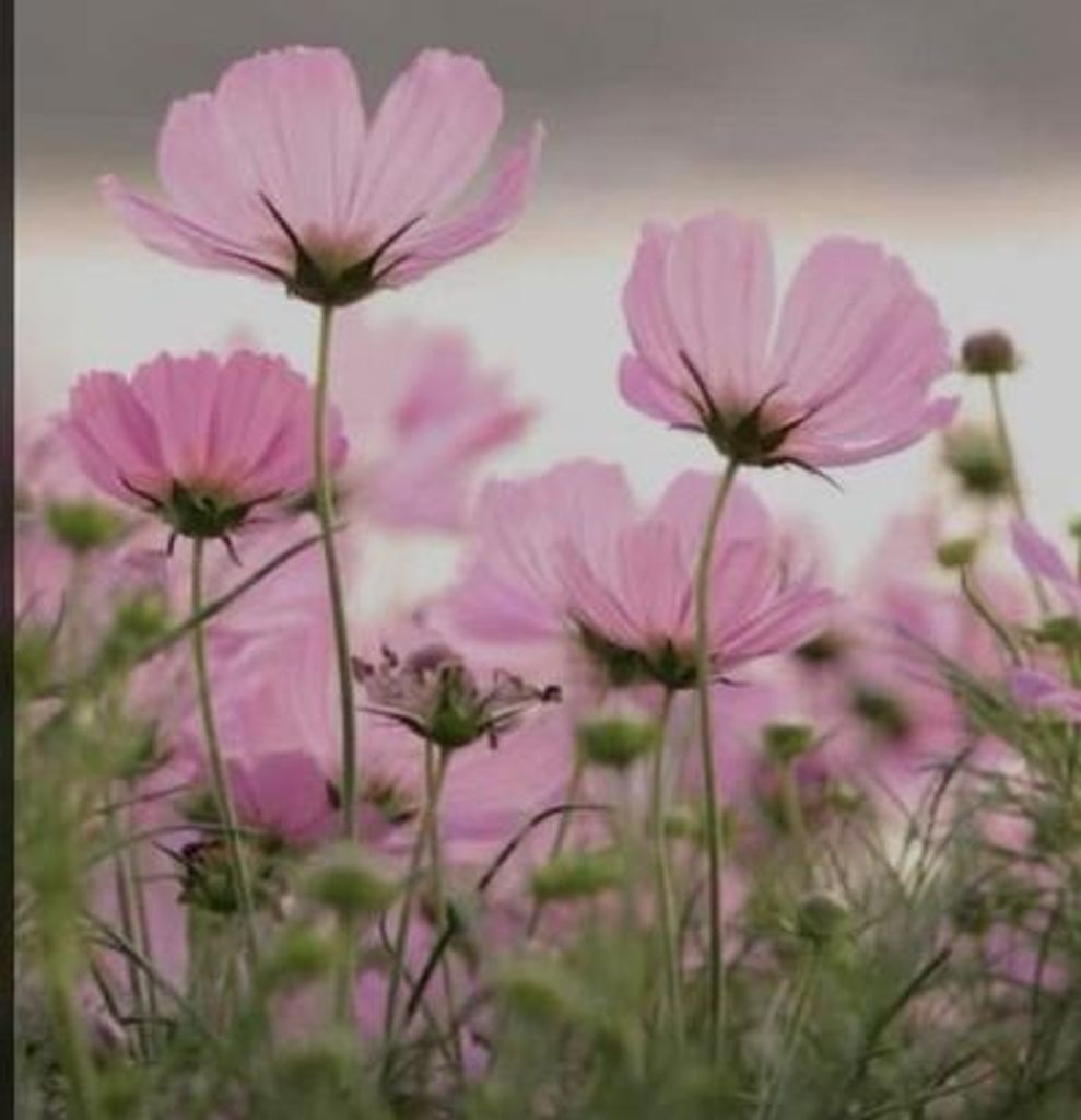 Irene Koehn Profile Photo