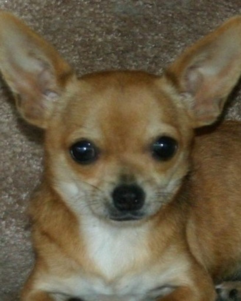 Chalupa Profile Photo