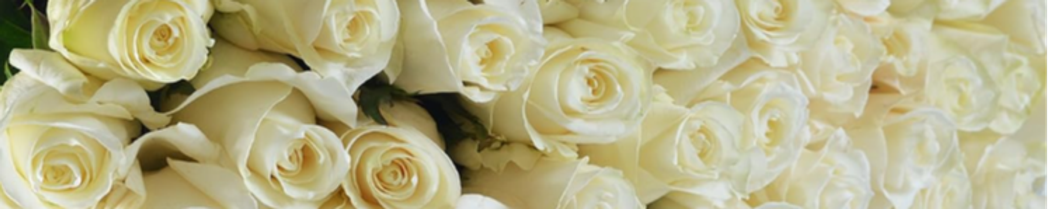 Cover for Lynnelle Duree Bolton's Obituary