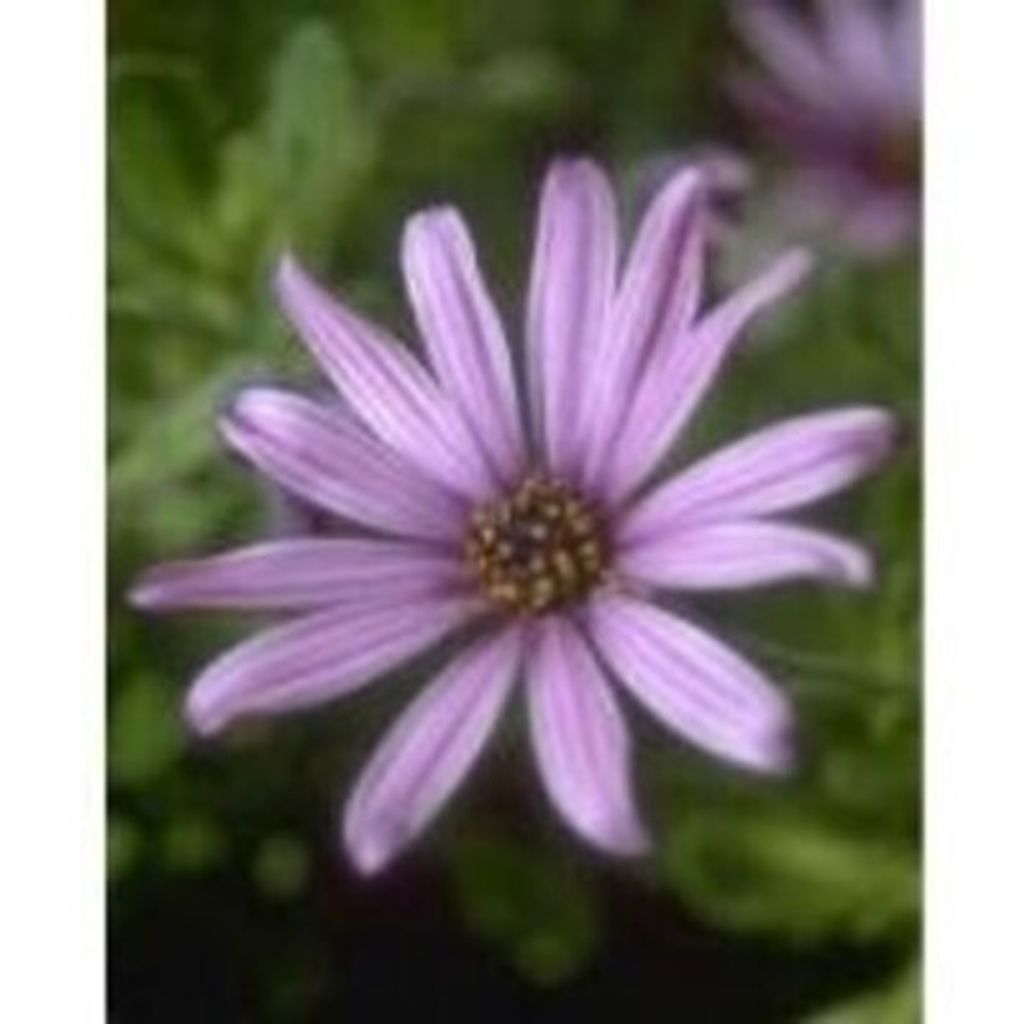 Mary Margaret Byczek