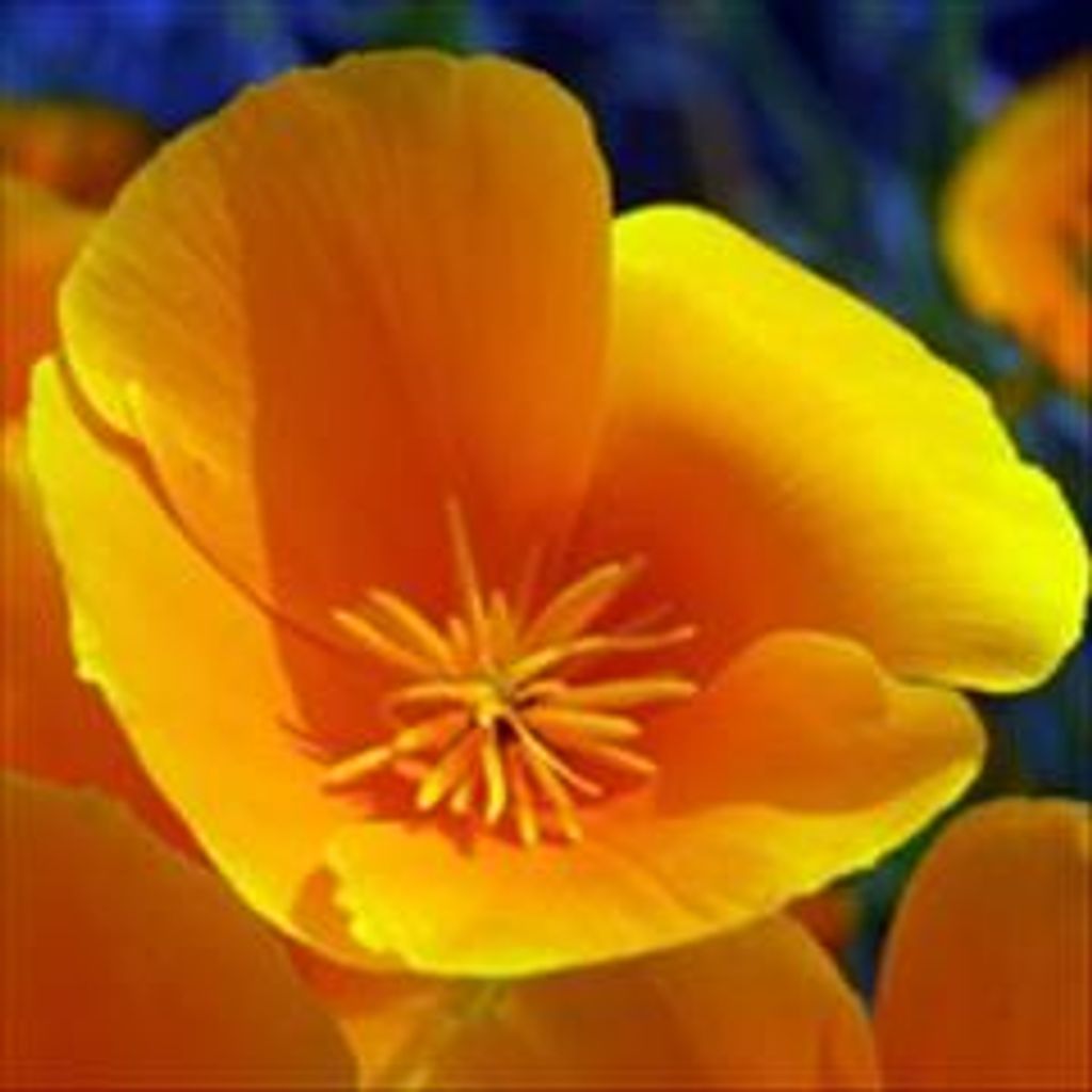 Ruth Zona Mccready Profile Photo