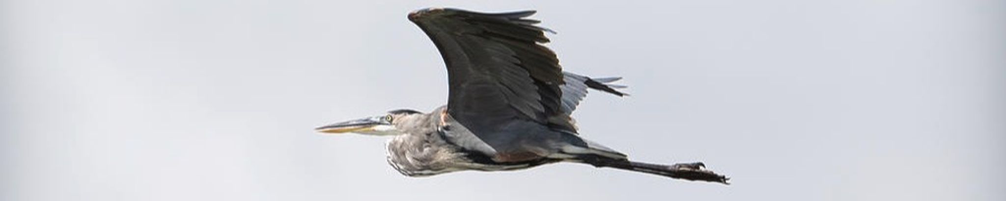 Cover for Peter John Gourley's Obituary