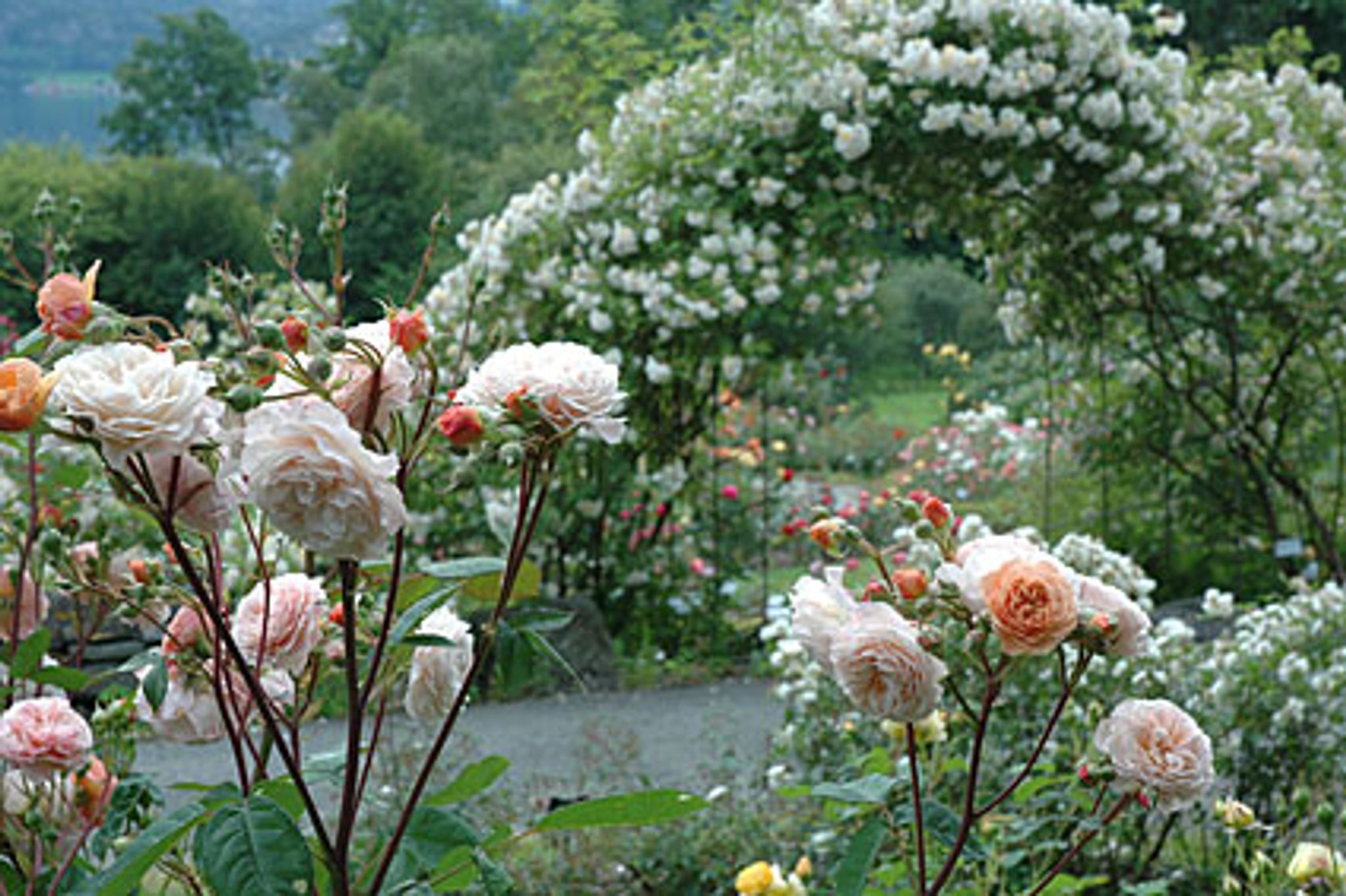 Cover for Pauline J. "Paula" Walsh's Obituary