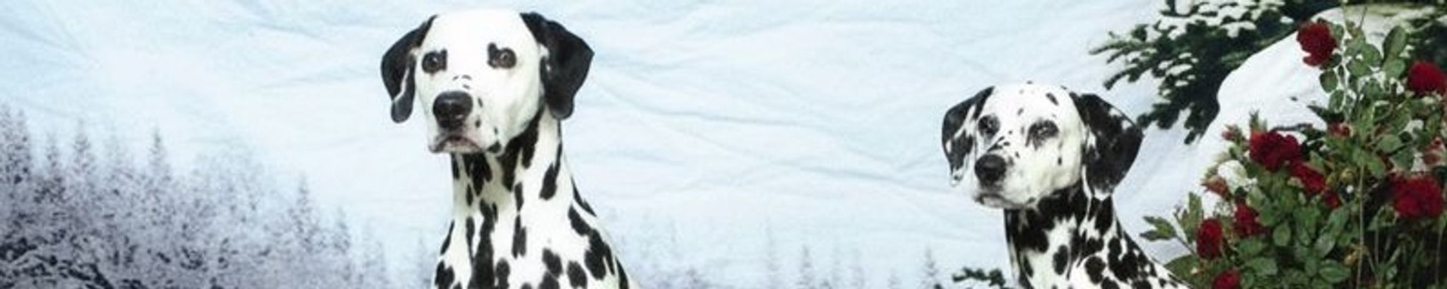 Cover for Dr. Karl M. Feltman's Obituary