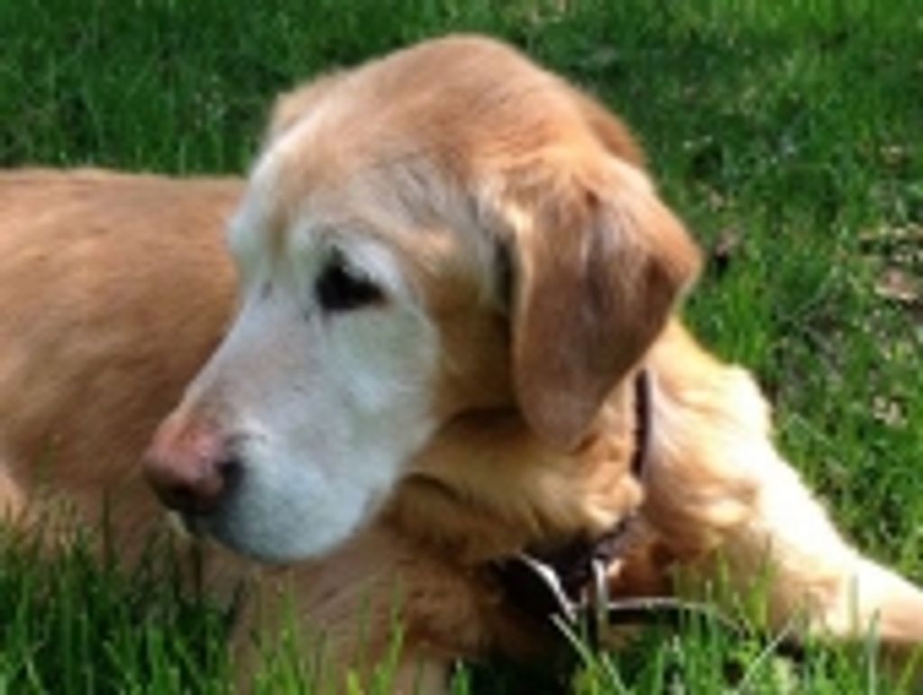 Wesley Kilgerase Profile Photo