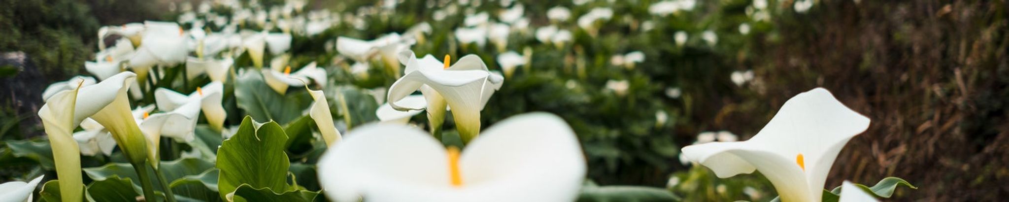 Cover for Bernadette Klamerus's Obituary