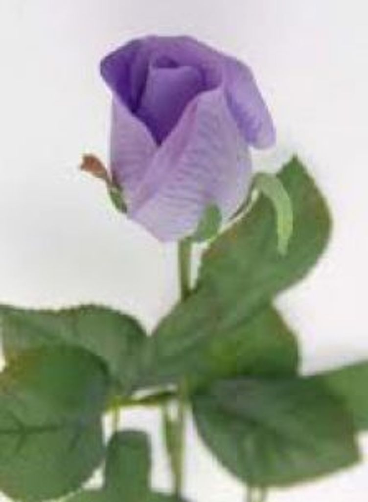 Elizabeth Clark Roberts Profile Photo