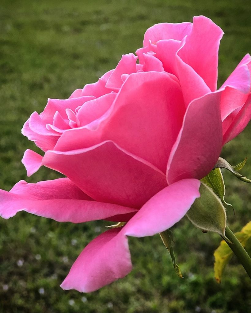 Marguerite Marie Wengler Profile Photo