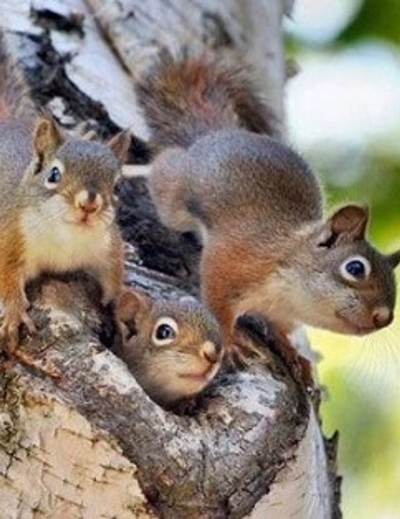 Walter Donald Schlacht Profile Photo