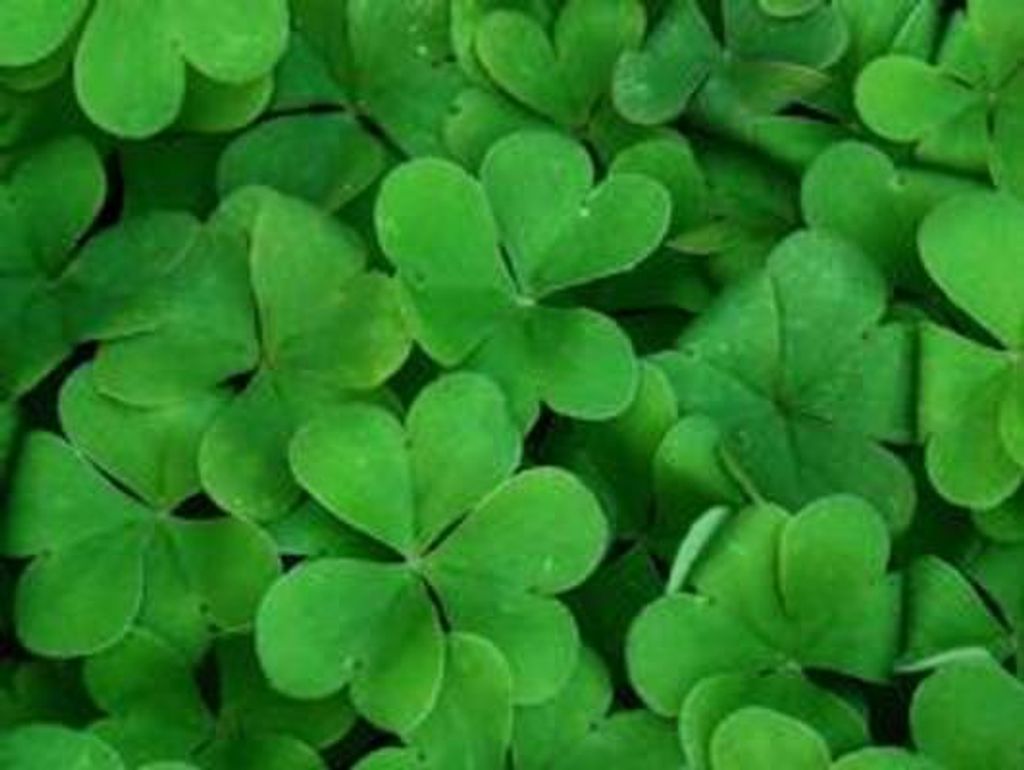 Mary G. Ripp Profile Photo