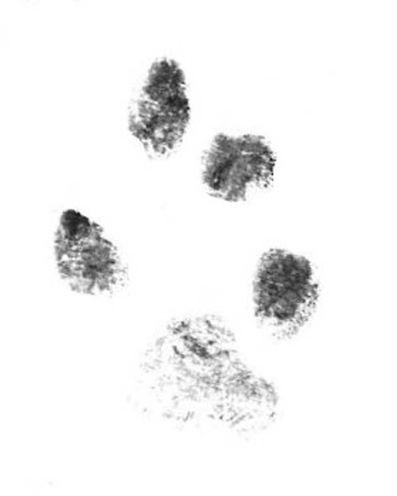 Doodles Buchanan Profile Photo