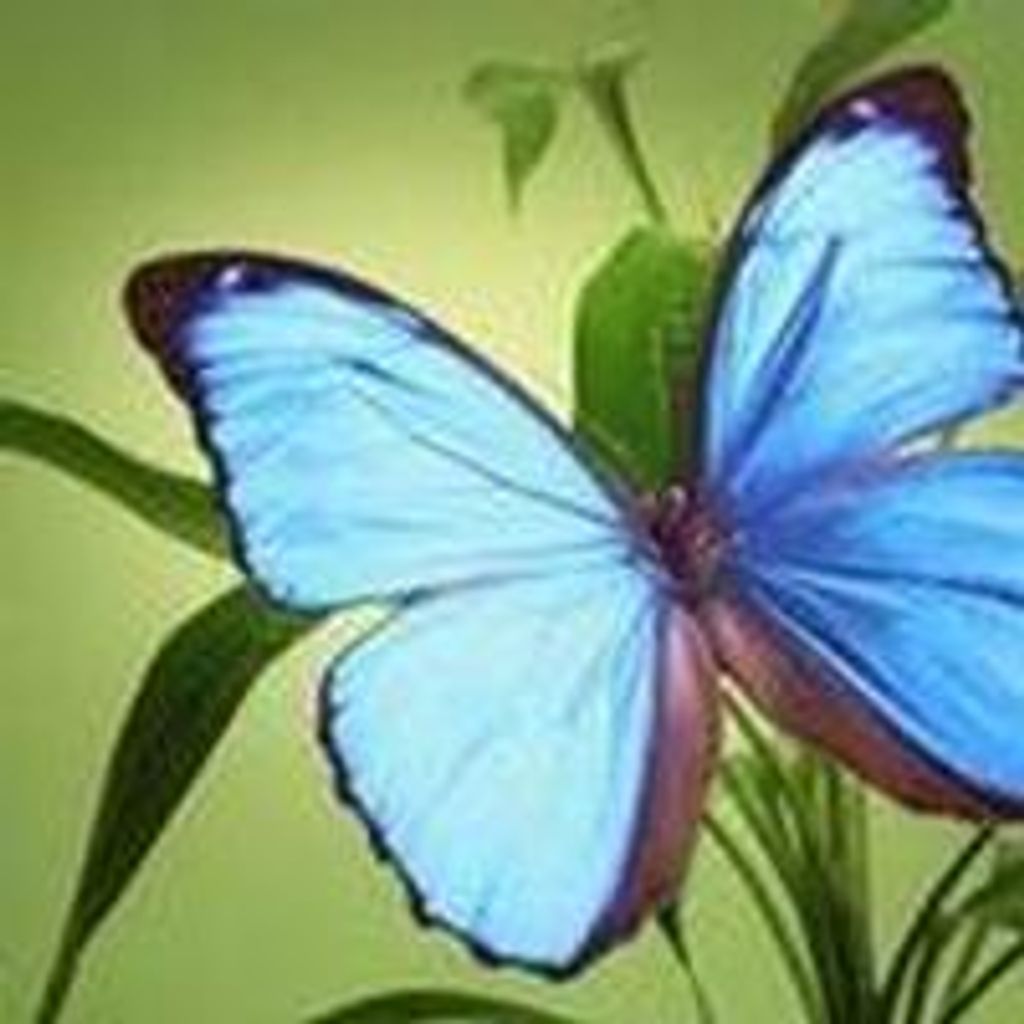Carol Kelt Nelson