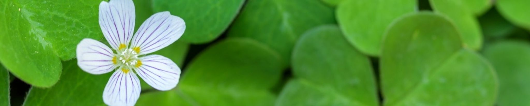 Cover for Julie Irene Smith's Obituary