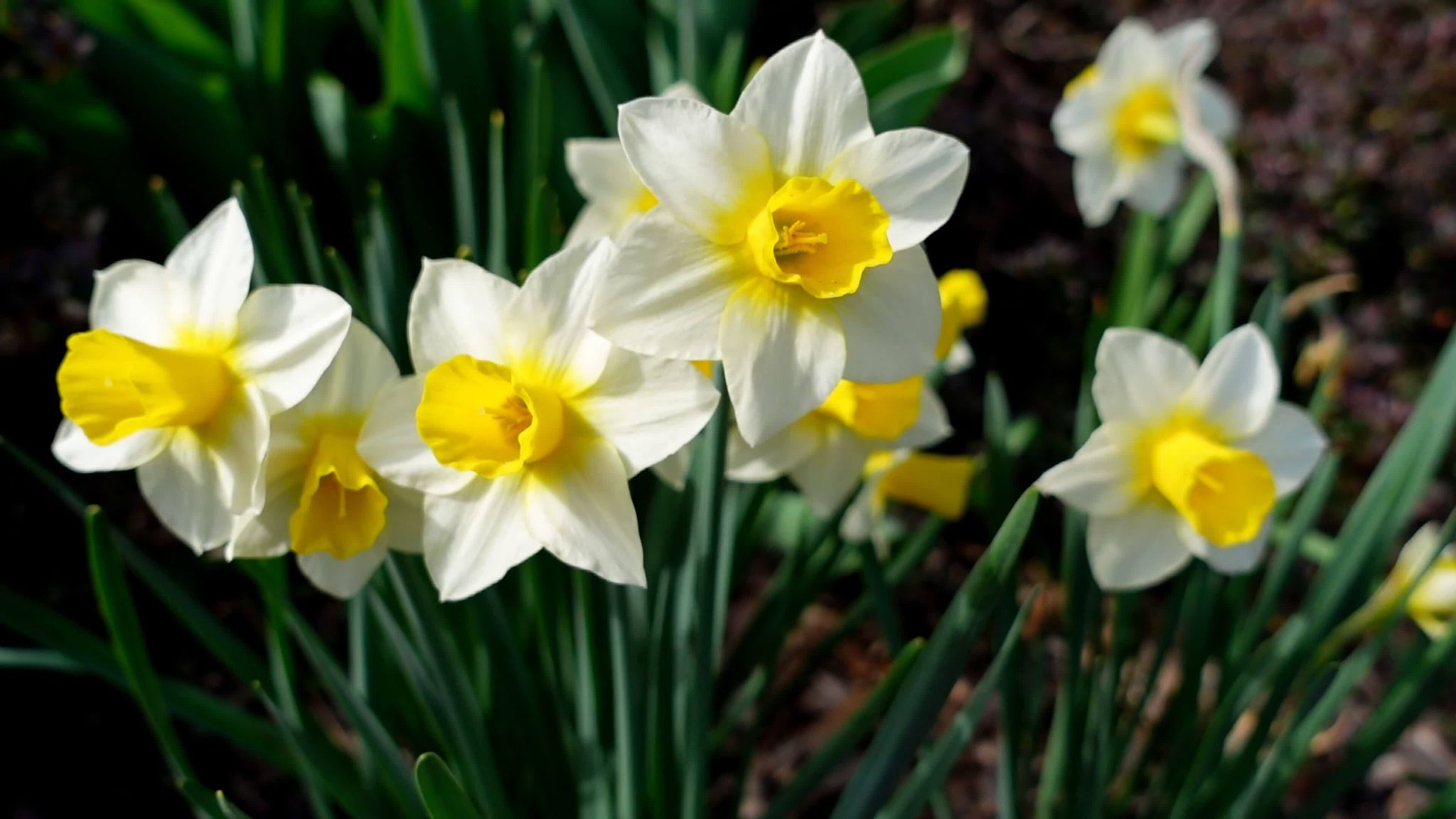 Cover for Betsy Vanderham's Obituary